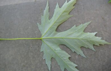 the silvery underside of a Silver maple Leaf