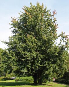 A grand Silver Maple Tree on a lawn.