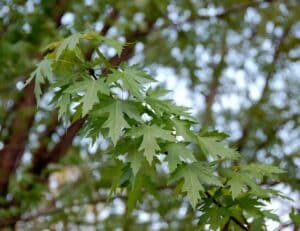 a branch of a Silver Maple Tree