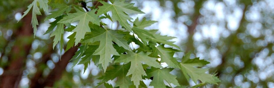 a branch of a Silver Maple Tree