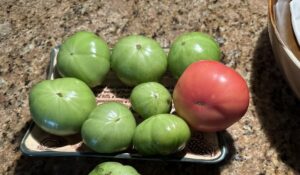 a collection of a late-fall harvest of eight green tomatoes and one ripening tomato