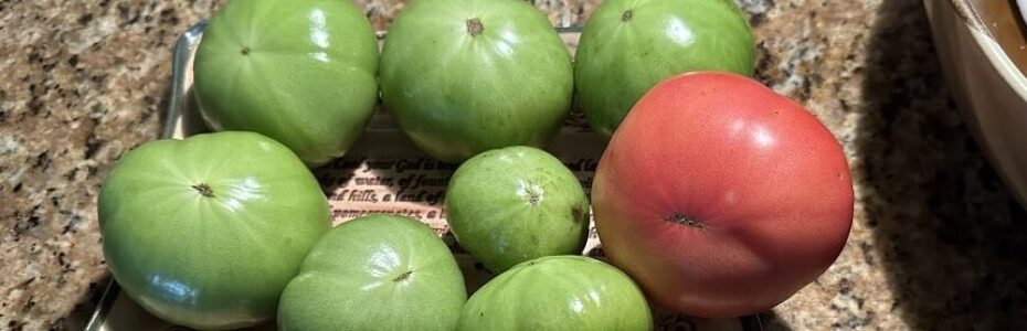 a collection of a late-fall harvest of eight green tomatoes and one ripening tomato