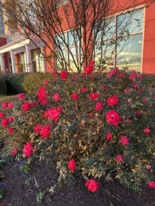 red roses next to a rust colored brick hotel in Virginia Beach