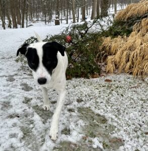 Jolee, a white dog with black ears and face, walking in front of a Weeping hemlock.