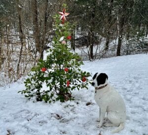 Jolee sitting beside Ellies memorial holly decorated in red and silver Christmas Balls.