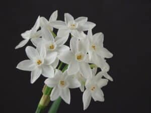 a cluster of Paperwhite Flowers in front of a black background