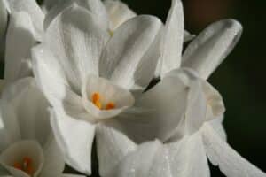 A closeup of Paperwhite Flowers in front of a black background