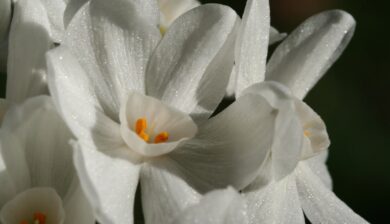 A closeup of Paperwhite Flowers in front of a black background