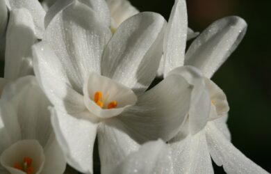 A closeup of Paperwhite Flowers in front of a black background