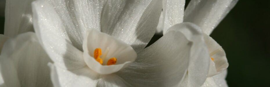 A closeup of Paperwhite Flowers in front of a black background