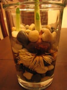 a jar with paperwhite bulbs growing in water