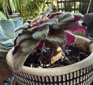 African Violet with a long neck needing Radical Repotting