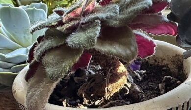 African Violet with a long neck needing Radical Repotting