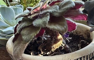 African Violet with a long neck needing Radical Repotting