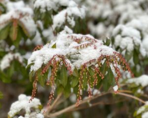 an evergreen shrub, Andromeda, with reddish-pink flowers dusted with snow