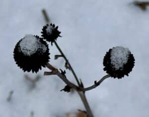 Black-Eyed Susan dry seed heads in snow with white centers that look like eyes.