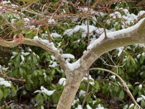 The trunk of a weeping Japanese Maple frosted in snow in front of Andromeda, an evergreen shrub.