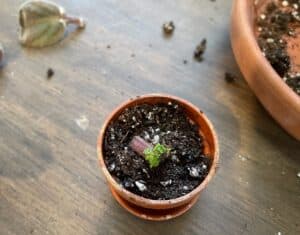 a small clay pot with emerging new leaves from an African Violet leaf cutting and soil spilled on a wood floor.