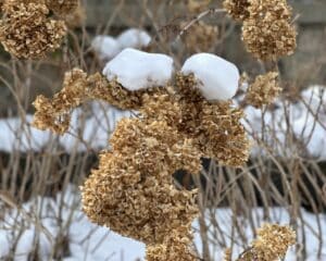 Dry Hydrangea flowers grouped together with two above capped in snow.