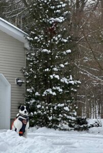 A white dog with black ears and mask in front of an Umbrella Pine with clumps of snow.