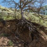 a tree whos roots are half exposed by excavated soil.