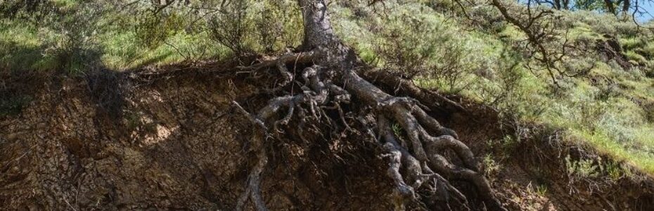 a tree whos roots are half exposed by excavated soil.