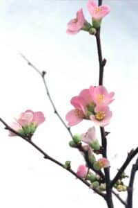 pink flowers on a branch in front of a white indoor wall.