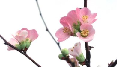 pink flowers on a branch in front of a white indoor wall.