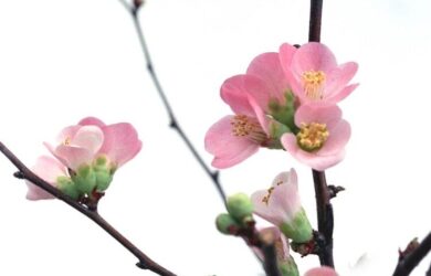 pink flowers on a branch in front of a white indoor wall.