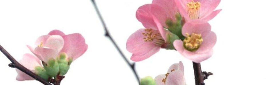 pink flowers on a branch in front of a white indoor wall.