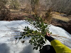 a bunch of forsythia cuttings and holly held by a hand in front of a mound of snow.