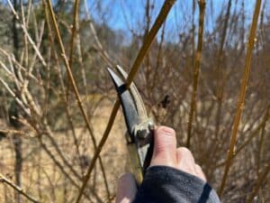 pruners held in a hand demonstrating how to cut forsythia to encourage early spring blooms indoors