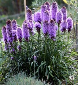 a purple flowering perennial with spikey feathery blooms.