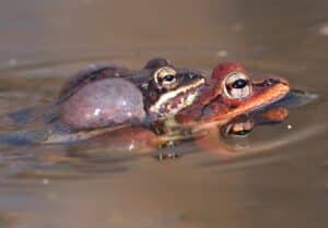 a wood frog on top of another mating