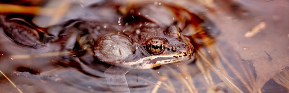 a wood frog in a pond its sides puffed out calling for a mate