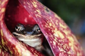 a wood frog tucked inside a skunk cabbage furled leaf.