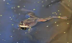 A Wood Frog wiht splayed legs swimming in a pond.