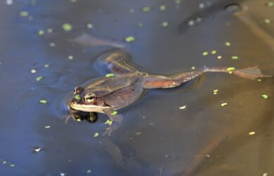 A Wood Frog wiht splayed legs swimming in a pond.