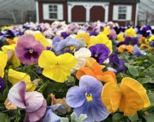 a colorful assortment of pansies in front of a red barn