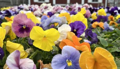 a colorful assortment of pansies in front of a red barn