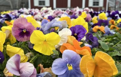 a colorful assortment of pansies in front of a red barn