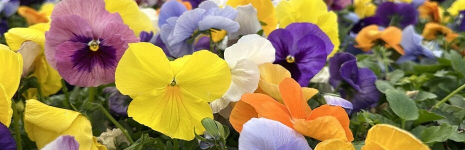 a colorful assortment of pansies in front of a red barn