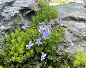 pale purple common blue violets amongst sedum growing on a boulder wall.