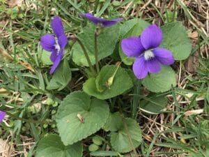 dark purple native common blue violets with happy heart shaped leaves in a lawn.