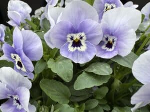 The happy faces of Pale purple pansies with white and dark purple centers.