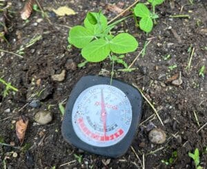 checking soil temperatures using a cooking thermometer in a garden next to pea seedlings