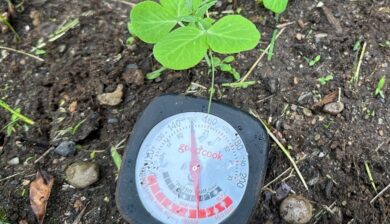 checking soil temperatures using a cooking thermometer in a garden next to pea seedlings