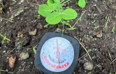 checking soil temperatures using a cooking thermometer in a garden next to pea seedlings