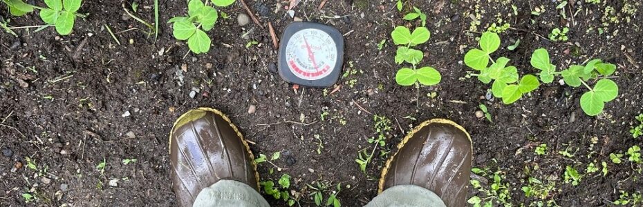 a round cooking thermometer in soil in between a row of sprouting peas and green garden boots.