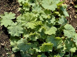 Light Green fan-like leaves of Lady's Mantle with plentiful droplets of morning dew.
